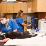 Lab